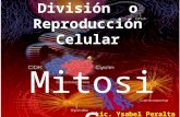 Lic. Ysabel Peralta Miranda. CICLO CELULAR Es el periodo de reposo reproductivo del ciclo celular por el que pasan las células entre una división celular.