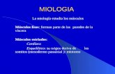 MIOLOGIA La miología estudia los músculos Músculos lisos: forman parte de las paredes de la víscera Músculos estriados: Cardíaco Esquelético: su origen.