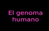 El genoma humano. El Proyecto Genoma Humano (PGH) fue un proyecto de investigación científica con el objetivo fundamental de determinar la secuencia de.