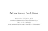 Mecanismos Evolutivos Bert Rivera Marchand, PhD Universidad Interamericana de Puerto Rico Recinto de Bayamón Departamento de Ciencias Naturales y Matemática.