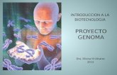 PROYECTO GENOMA INTRODUCCION A LA BIOTECNOLOGIA Dra. Silvina M Alvarez 2013.