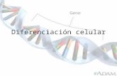 Diferenciación celular. Es conocido que durante el desarrollo embrionario la formación de algunos órganos o tejidos complejos abarca la actividad de varios.