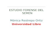 ESTUDIO FORENSE DEL SEMEN Mónica Restrepo Ortiz Universidad Libre.