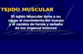 TEJIDO MUSCULAR El tejido Muscular tiene a su cargo el movimiento del cuerpo y el cambio de forma y tamaño de los órganos internos.