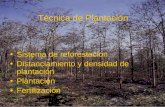 Sistema de reforestación Distanciamiento y densidad de plantación Plantación Fertilización Técnica de Plantación.
