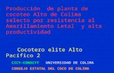 Producción de planta de cocoteo Alto de Colima selecto por resistencia al Amarillamiento Letal y alta productividad Cocotero elite Alto Pacífico 2 CICY-CONACYTUNIVERSIDAD.