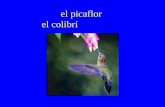 El picaflor el colibrí. I ’ m happy that … Me alegro de que …