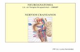 Neuro Nervios Craneanos