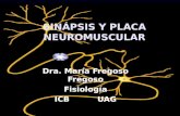 Sinapsis y Placa Neuromuscular i Completa 1202814476308525 3