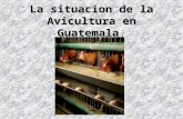 La situacion de la Avicultura en Guatemala La situacion de la Avicultura en Guatemala.