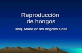 Reproducción de hongos Bioq. María de los Angeles Sosa.