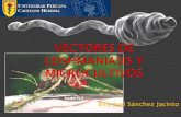 Vectores de Leishmaniasis y Microcultivos
