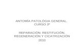 ANTOMÍA PATOLÓGIA GENERAL. CURSO 3º REPARACIÓN: RESTITUCIÓN, REGENERACIÓN Y CICATRIZACIÓN 2010.