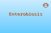 Enterobiosis. Enterobiosis Infección del intestino grueso del ser humano causada por Enterobius vermicularis, que se caracteriza por la producción de