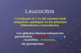 Leucocitos Constituyen el 1 % del volumen total sanguíneo, participan en los procesos inflamatorios e inmunitarios. Los glóbulos blancos incluyen los granulocitos: