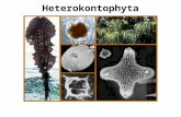 Heterokontophyta. Clorofila C Fucoxantina Linhagem dos Estramenópilas (estrutura flagelar característica) Dinoflagelados Apicoplexa... Oomicetos Labirintomicetos.