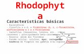 Rhodophyta Características básicas - Eucarióticas - Clorofila a e d, e ficobilinas (b, r, c-ficoeritrina, aloficocianina e c e r- ficocianina) - Xantofilas.