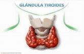 La tiroides es una glándula en forma de mariposa ubicada en el cuello, justo arriba de la clavícula, por debajo de la laringe y esta “abrazada” a la tráquea.