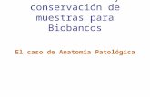 Procesamiento y conservación de muestras para Biobancos El caso de Anatomía Patológica.