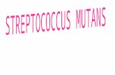 INTRODUCCION El grupo streptococcus mutans, ha sido descrito recientemente como un constituyente de la flora bacteriana oral del hombre desde hace miles.