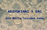 ADIPOKINAS Y ERC Dra María Soledad Raña. Tejido Adiposo RESERVA ENERGÉTICA BALANCE ENERGÉTICO Actividad Metabólica Actividad Endócrina Actividad Inmunológica.