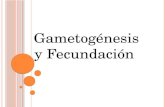 Gametogénesis y Fecundación. La gametogénesis es el proceso por el cual se forman los gametos en las gónadas masculinas y femeninas, testículos y ovarios.