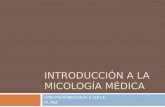 INTRODUCCIÓN A LA MICOLOGÍA MÉDICA UMG-MICROBIOLOGÍA II (2013) M. PAZ.
