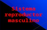 Testículos Conducto eyaculador Vesícula seminal Los principales órganos que forman el aparato reproductor masculino son el pene y los testículos. Tanto.