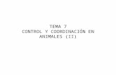 TEMA 7 CONTROL Y COORDINACIÓN EN ANIMALES (II).
