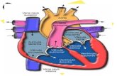 SISTEMA CIRCULATORIO Corazón Sangre Vasos sanguíneos (arterias y venas)