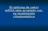 El splicing de oskar mRNA esta acoplado con su localización citoplasmática.