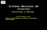 Sistema Nervioso de Insectos Estructura y función Centro de Investigaciones en Plagas e Insecticidas CITEFA-CONICET Gastón Mougabure Cueto.