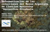 Informatización de las colecciones del Museo Argentino de Ciencias Naturales Bernardino Rivadavia Pablo Teta Coordinador de Procesos de Informatización.