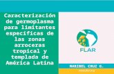 Caracterización de germoplasma frente a limitantes específicas de las zonas arroceras tropical y templada de américa latina