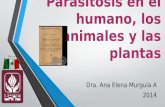Parasitosis en el humano, los animales y