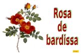 Rosa Bardissa