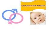 A reprodución humana  remat