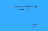 Glándulas venenosas en animales - Jaima Larrosa