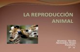 Reproduccion en los Animales