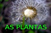 As plantas (primaria)