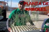 Planta De Arboles