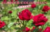 Exportacion de flores Colombianas