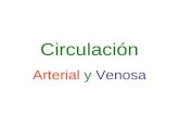 Circulación Arterial y Venosa