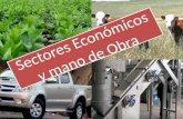 Sectores económicos  y mano de obras en República Dominicana
