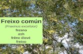 Freixo común (Fraxinus excelsior)