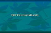 Tripanosoma Finallll