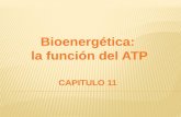 La función del ATP.
