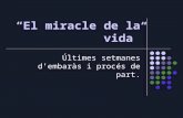 Xx El Miracle De La Vida Powerpoint