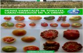 Fichas Varietales de Tomates Caracterizados en la Finca La Orden
