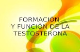 Formación y función de la testosterona